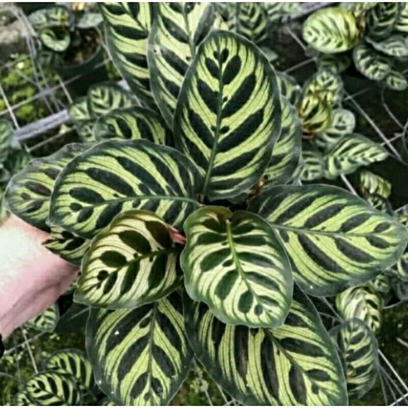 tanaman hias calathea makoyana-Calathea Makoyana-CALATHEA MAKOYANA-Makyonana Calathea tanaman hias