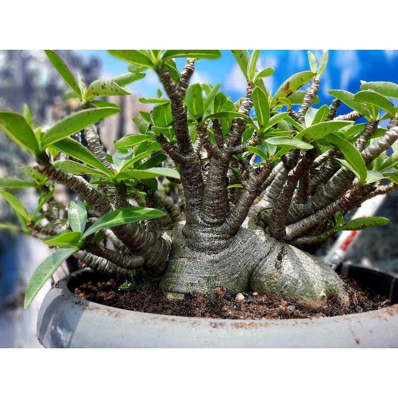 adenium godji pure indukan