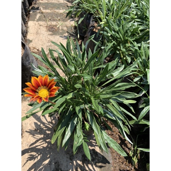 Bibit Tanaman Hias Bunga Matahari Mini Gazania Berbunga/Bunga Gazania