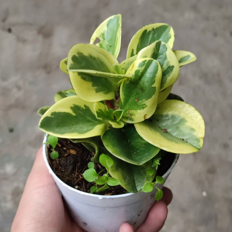 Peperomia variegata