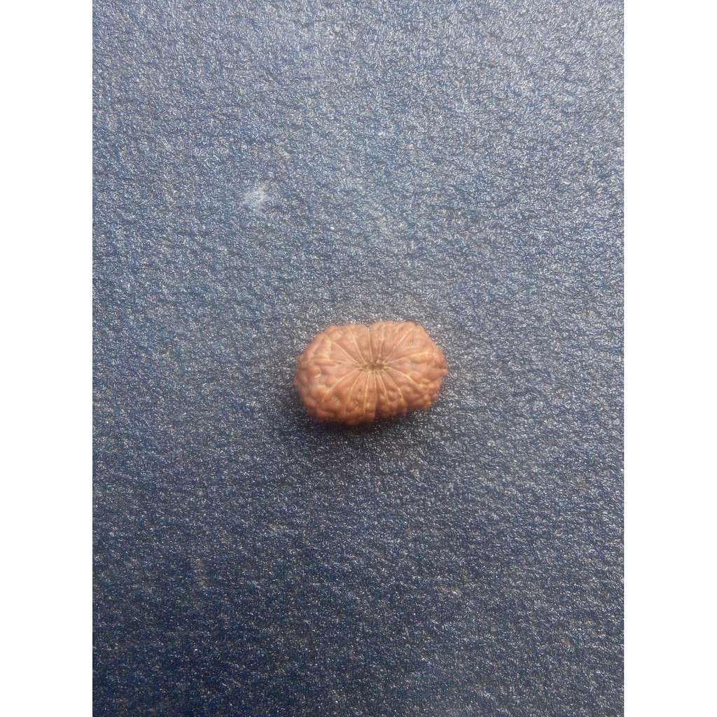 Jenitri Mukhi 14 D14.8x9.8 (Rudraksha Genitri Gareng14.4)