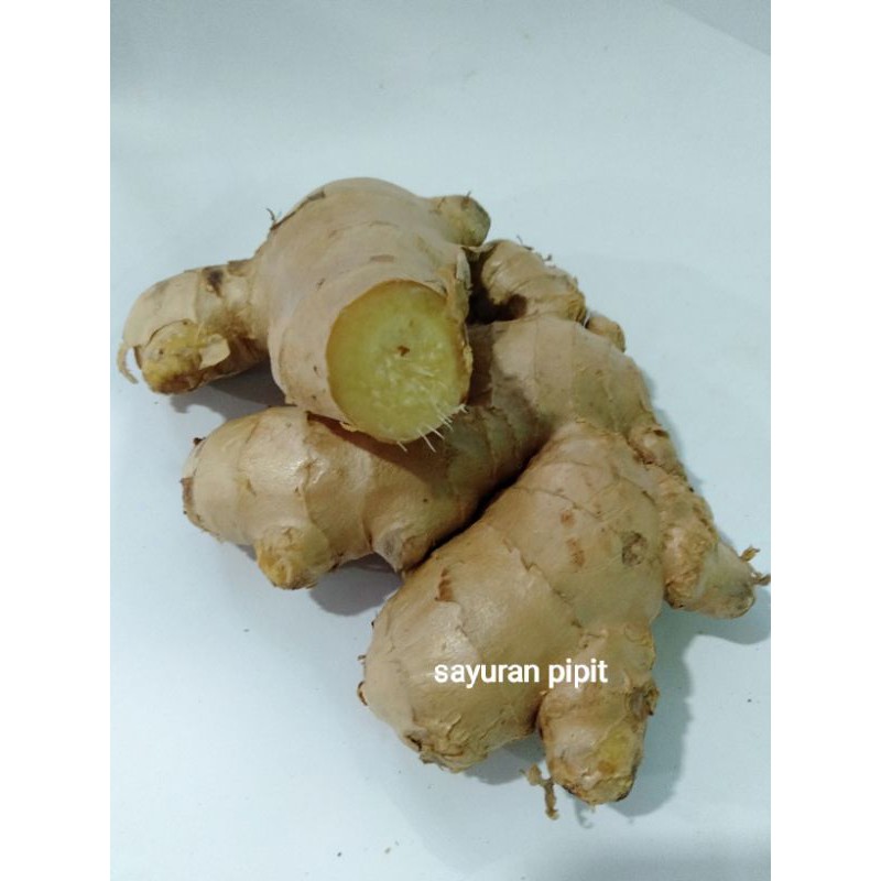 

jahe besar