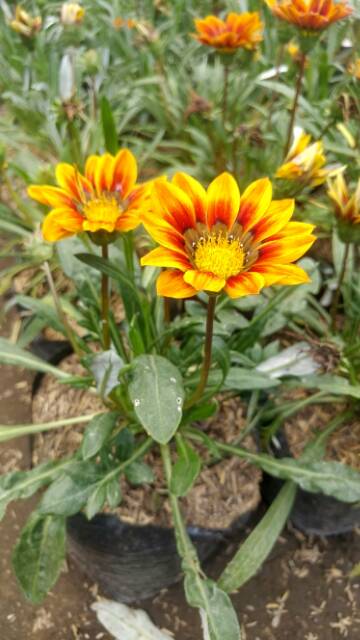 Tanaman gazani mini orange blooming sunflower (gazania) - BAKUL KEMBANG