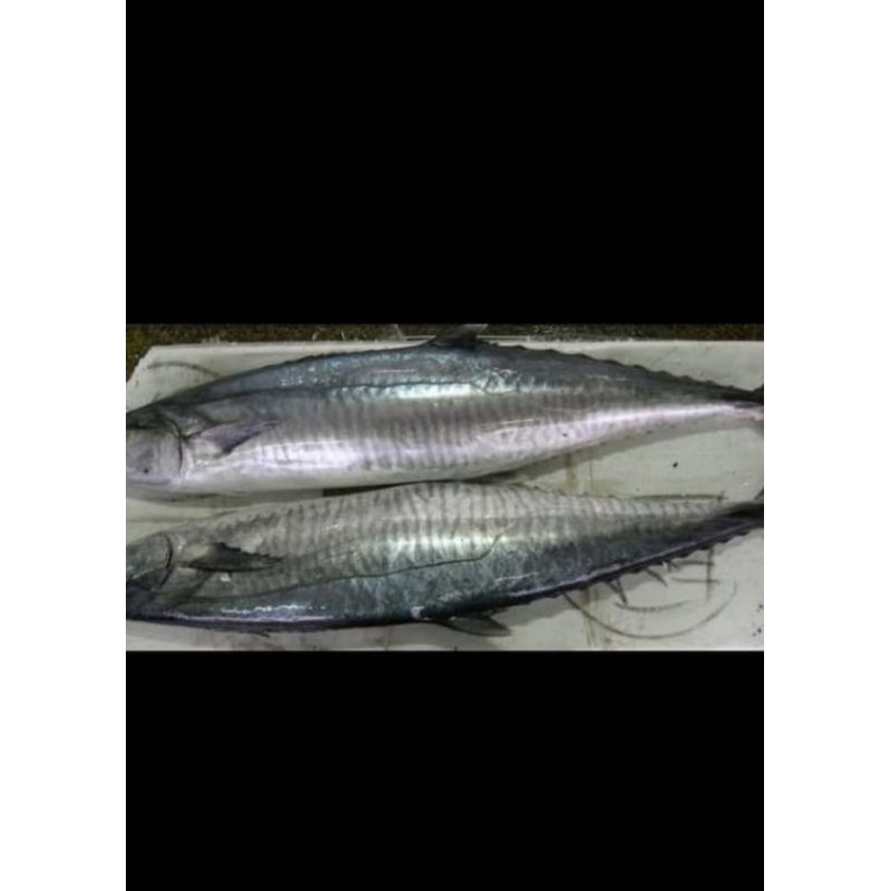 

ikan tenggiri segar fresh berkualitas - 1 kilogram