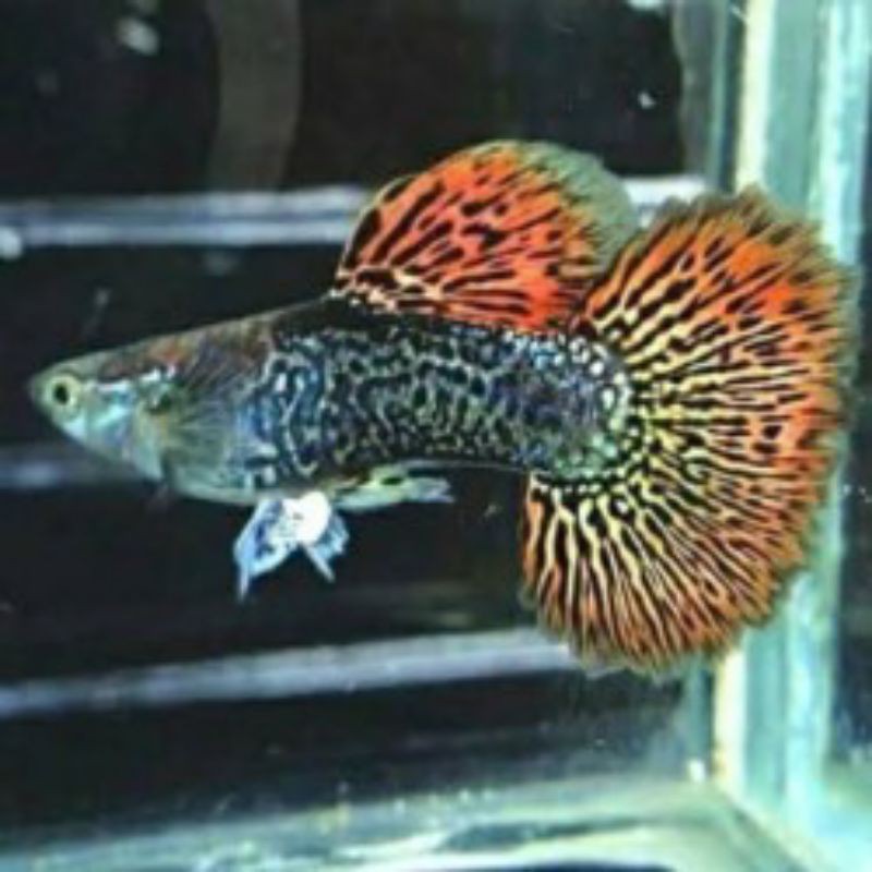 ikan Guppy red dragon