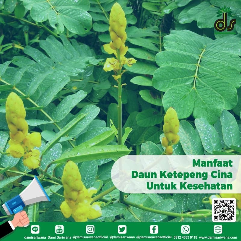 Daun Ciplukan Kering 1kg Ciplukan Cacah kering