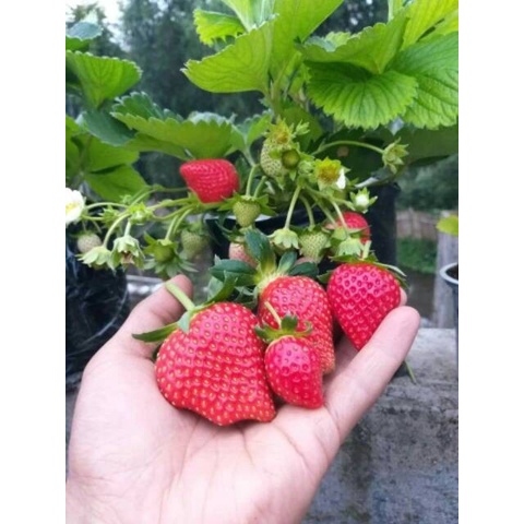 tanaman strawbery mencir buah jumbo tanaman hias hidup tanaman pot