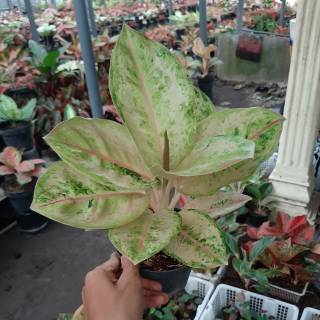 Ayu Green Tanaman  Hias aglaonema Aglonema  Shopee 