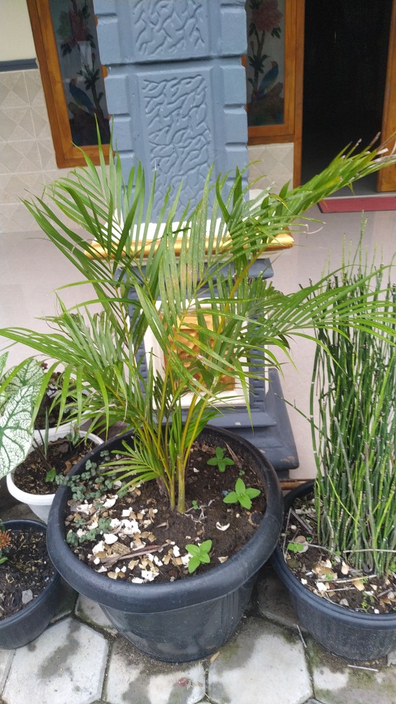 Cairan Soflent Ice 60ml