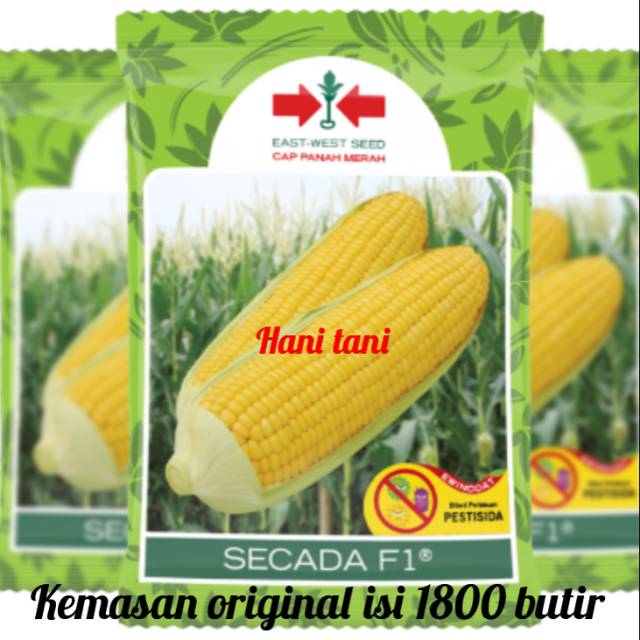 BENIH BIBIT TANAMAN PERTANIAN BUAH DAN SAYURAN JAGUNG HIDROPONIK