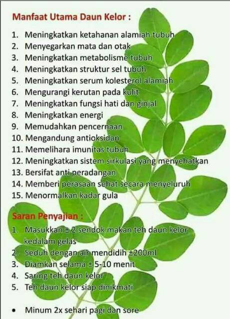 Daun Kelor Serbuk Indonesia