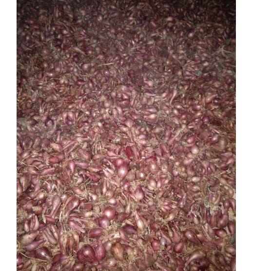 

Terbaik 1kg bawang merah super sedap ~