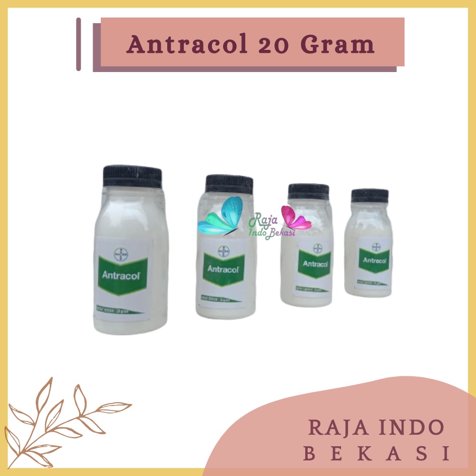 Antracol Fungisida Botol 20 Gram Fungisida Antracol 70wp Zinc 250 Gram Obat Anti Jamur Pada Tanaman Fungisida Sistemik Pembasmi Infeksi Tanaman Jamur, Bercak &amp; Cacar Ampuh Antracol Fungisida 1kg 250 500gram 500gr Antracol Fungisida Dan B1 1kg Grosir