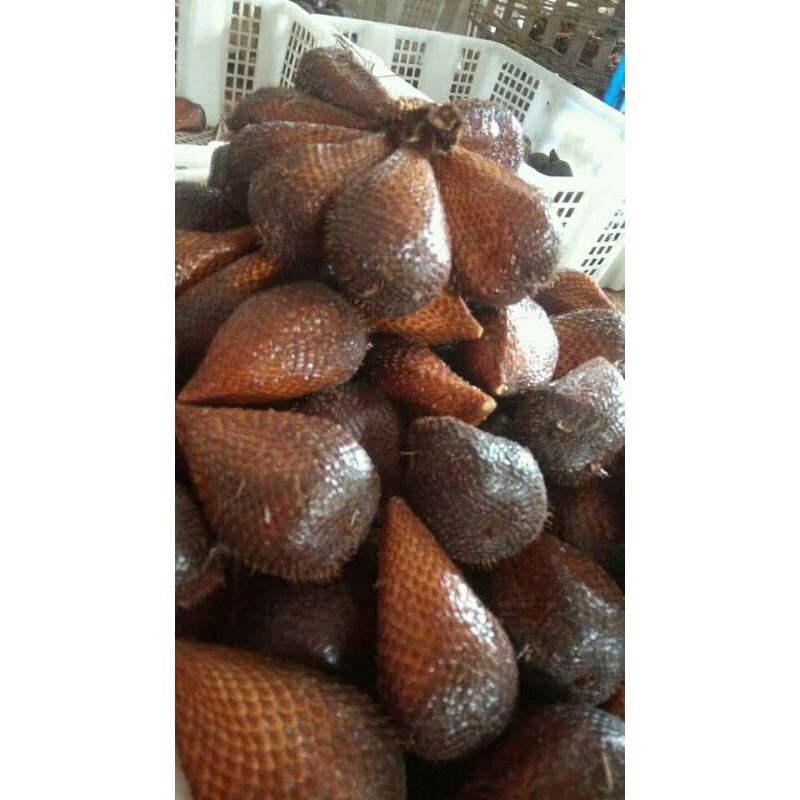 

salak pondoh