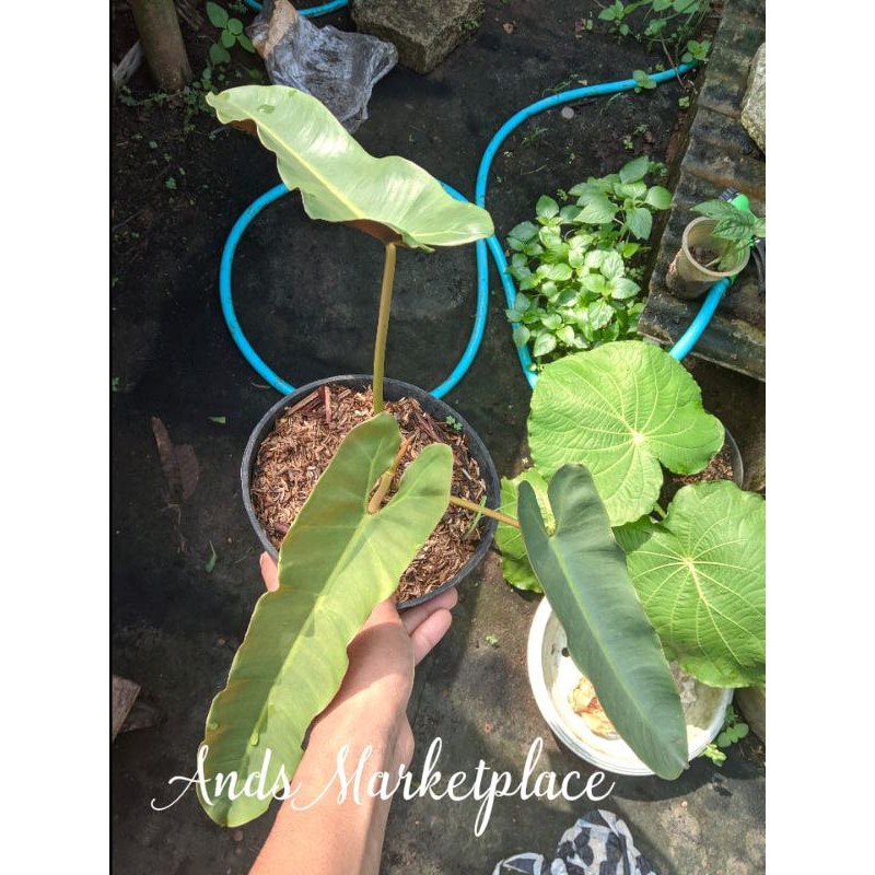 philodendron atabapoense