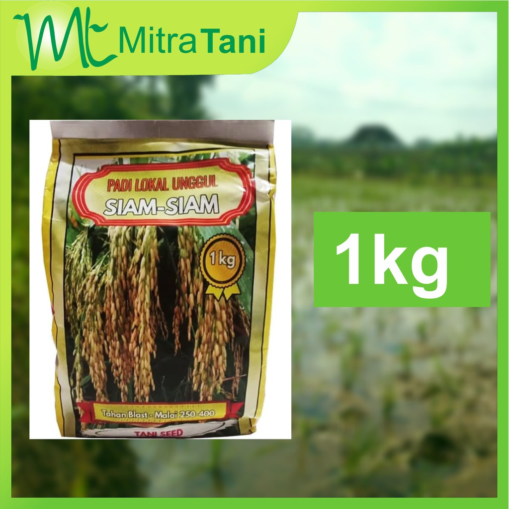 Benih bibit Padi unggul Lokal siam 1 kg