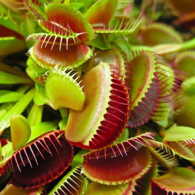 Bibit Benih Biji Venus Flytrap Brown - Bibit Tanaman Venus Flytrap Coklat - Venus Flytrap Brown -COD