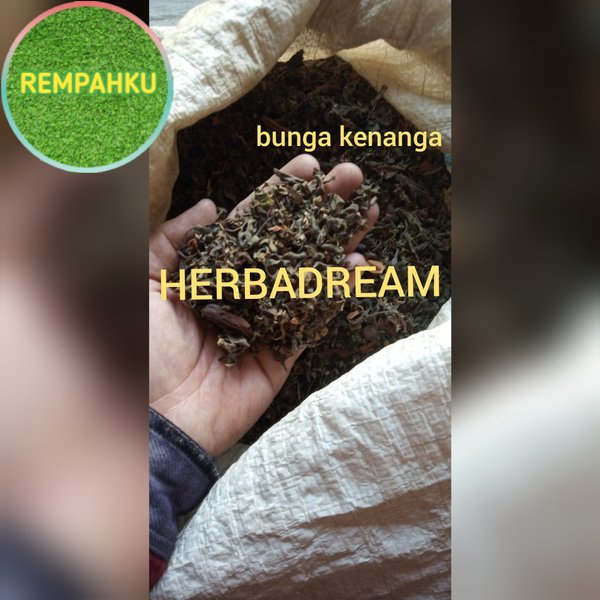 

BUNGA KENANGA KERING 100 GRAM - Cananga Odorata - MURNI - JSR -