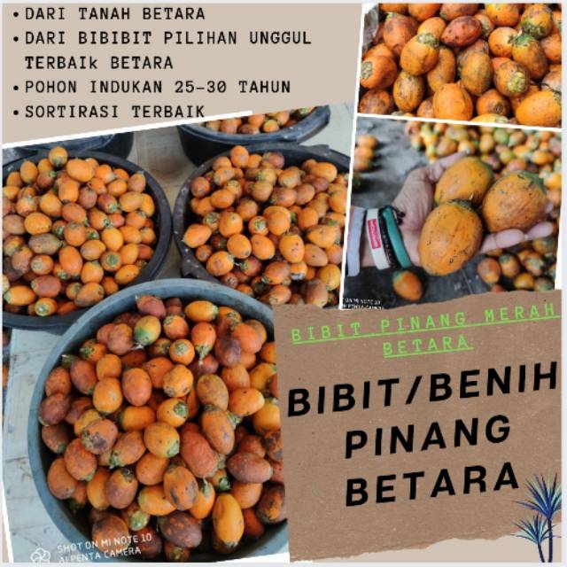 Bibit Pinang Betara Jambi