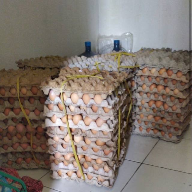 

Telur ayam negeri 1kg