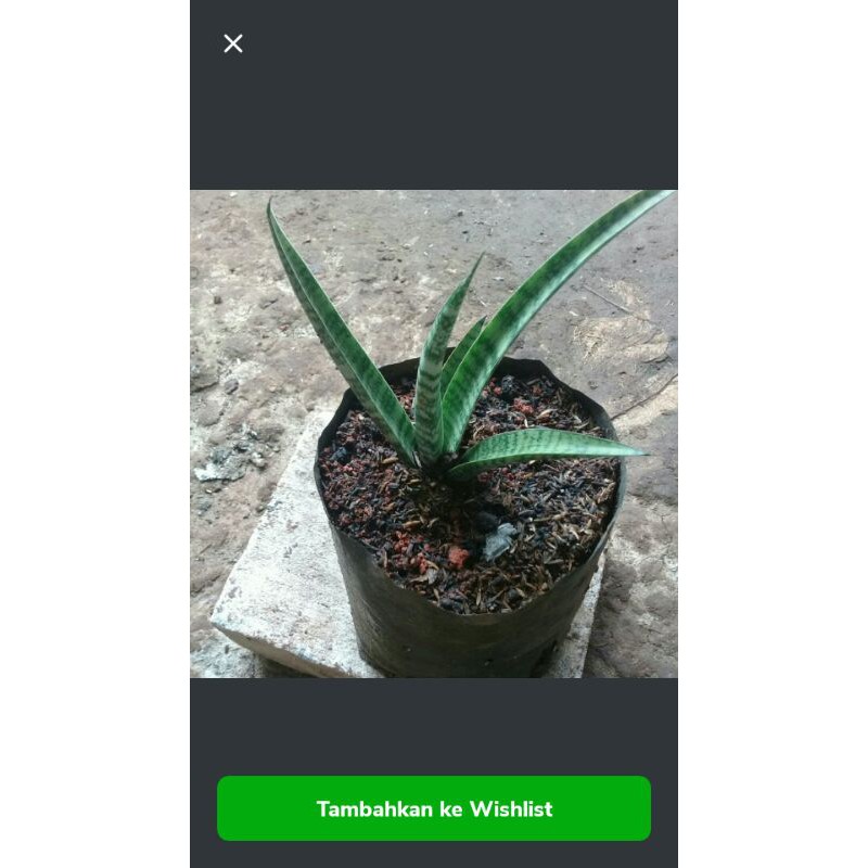 pohon hias sensipera pentul