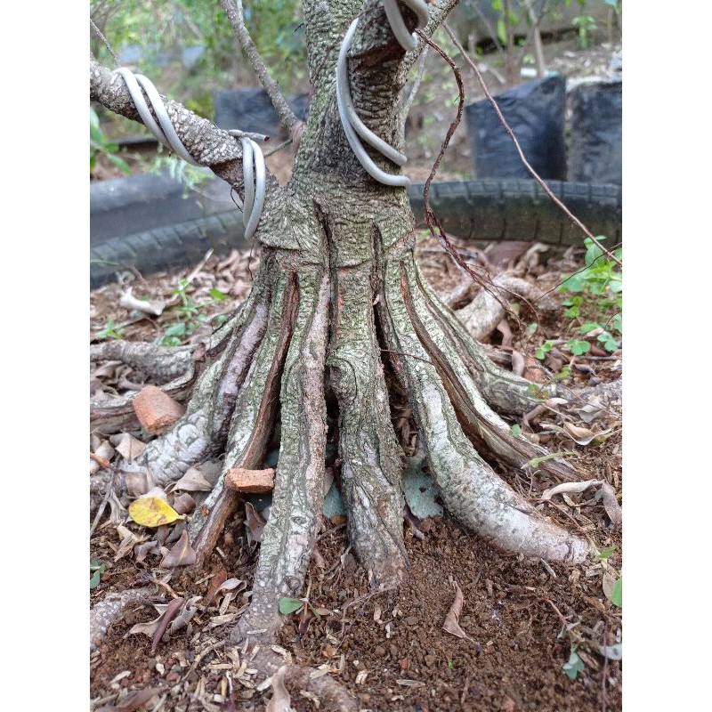 Beringin Kimeng Program Pecah Batang