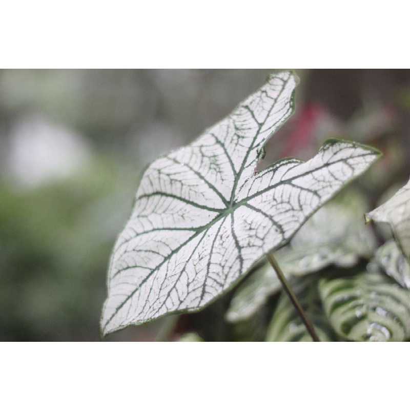 [PAKET BOKEH] CANON 1200D LENSA FIX BACKGROUND BLUR JUARA-1