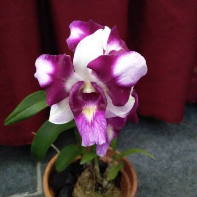 anggrek dendrobium king dragon