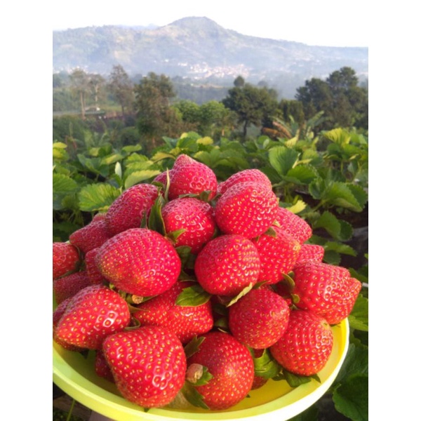 

Buah strawberry original Lembang