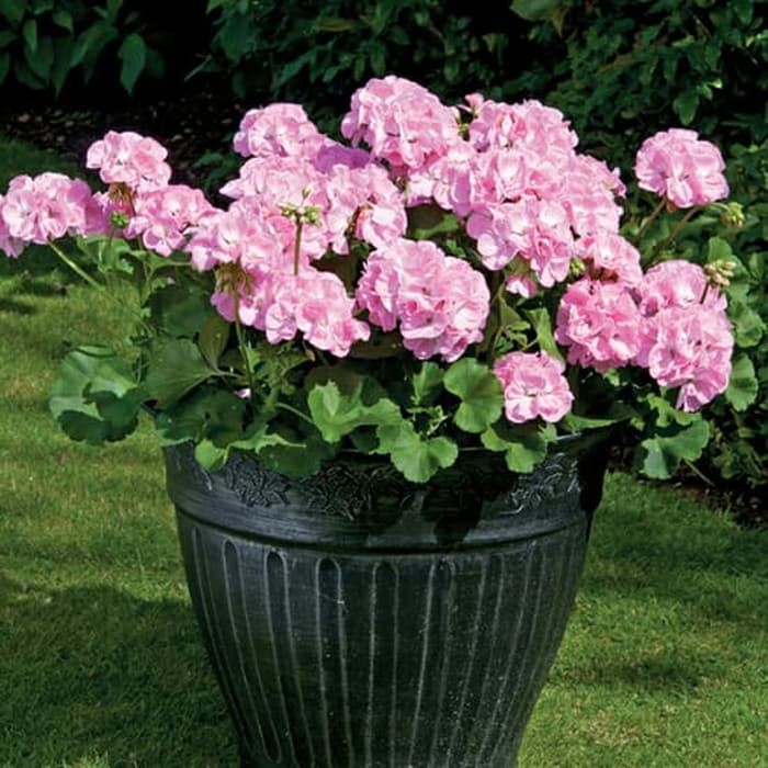 Tanaman hias gantung Geranium bunga pink / geranium light pink - BAKUL KEMBANG