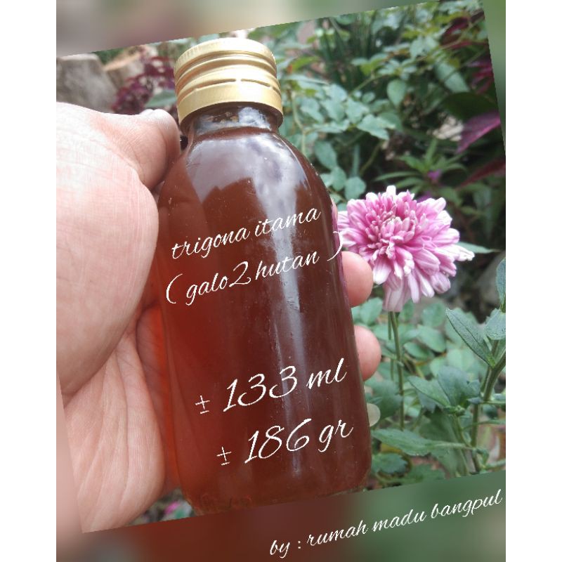 

madu kelulud rimba, klanceng, galo galo atau trigona itama dan thorasica