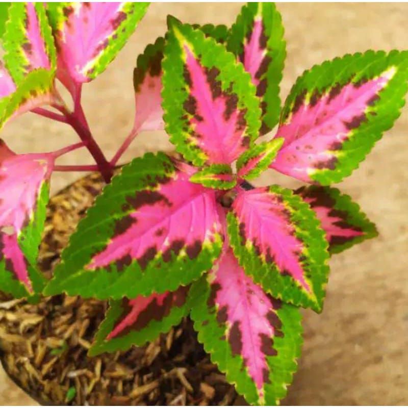 tanaman hias MIYANA-caladium miyana