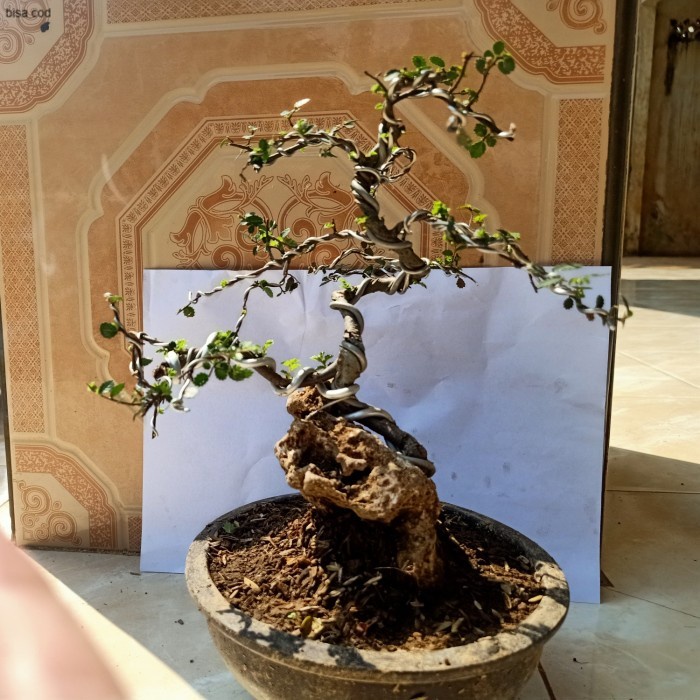 bonsai ulmus micro
