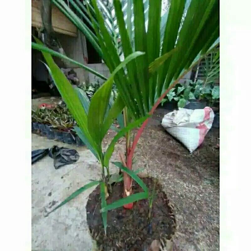 POHON PALEM MERAH YG BESAR