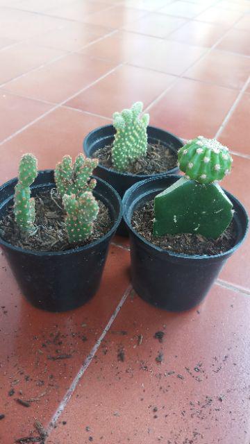 Sukulen Dan Kaktus Mini (opuntia Rufida Var. Monstruosa)