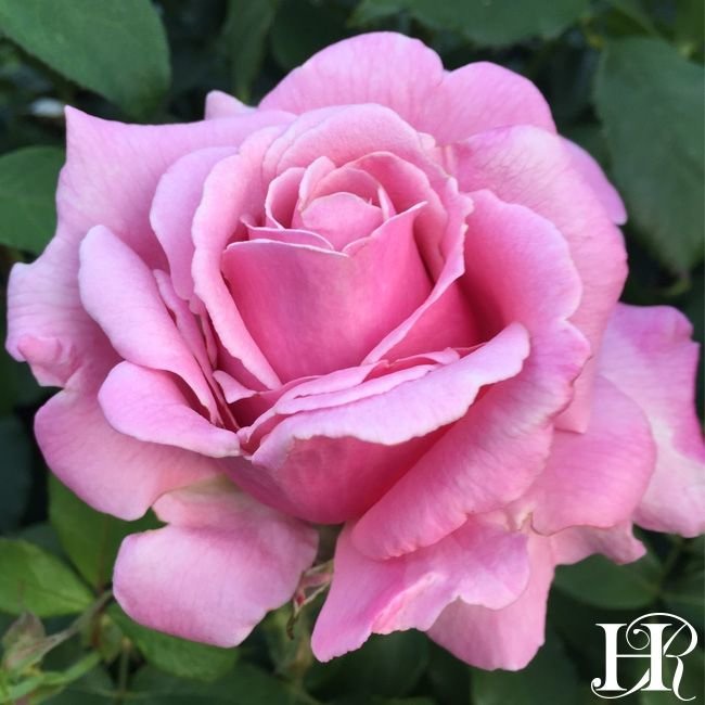 bunga mawar import farpume delight dewasa - mawar wangi - mawar ungu