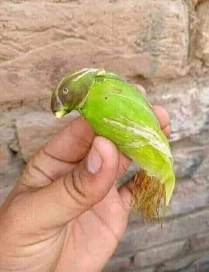 Batik Solo Kemeja Batik Pendek Ajisaka Kanaya Batiksoloamanah 125.000