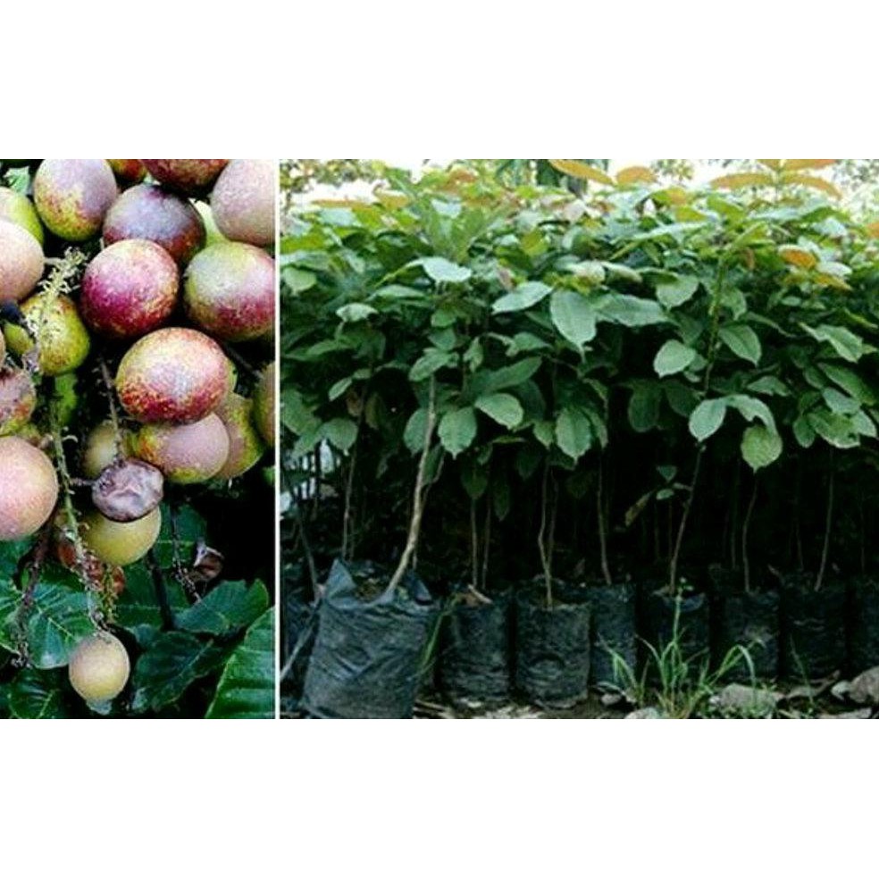 Super! Bibit Buah Matoa *_@