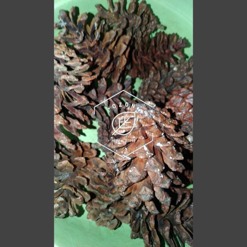 

Bunga Pinus Kering Kemasan 1kg