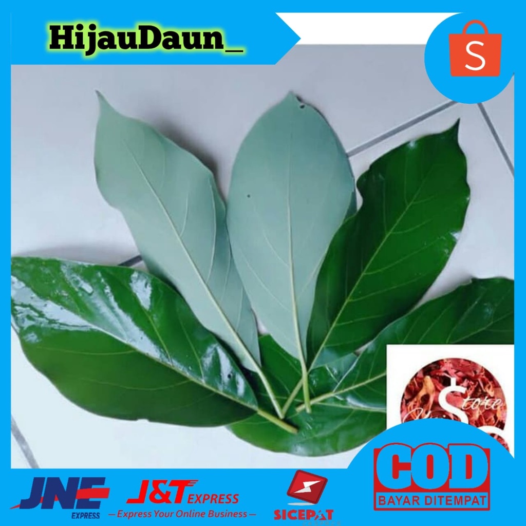 

DAUN ALPUKAT SEGAR PER HELAI
