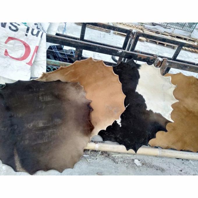 

[BISA COD] KULIT BEDUG / BEDUK SAPI TERMURAH UKURAN DIAMETER 60