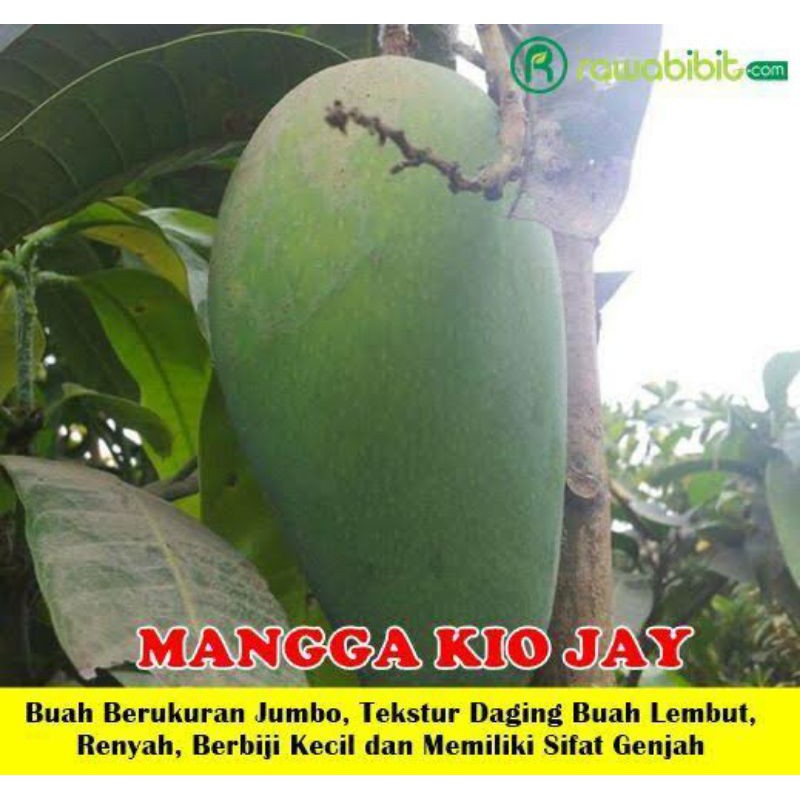Bibit Mangga Kiojay berbunga
