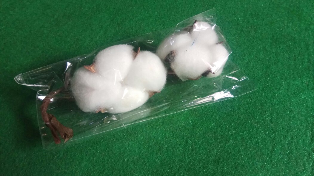 Dried Cotton Bunga Kapuk Bunga Kapas Kering