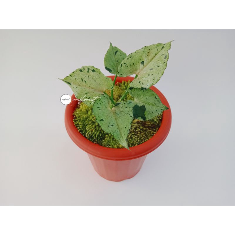 SYNGONIUM GREEN SPLASH