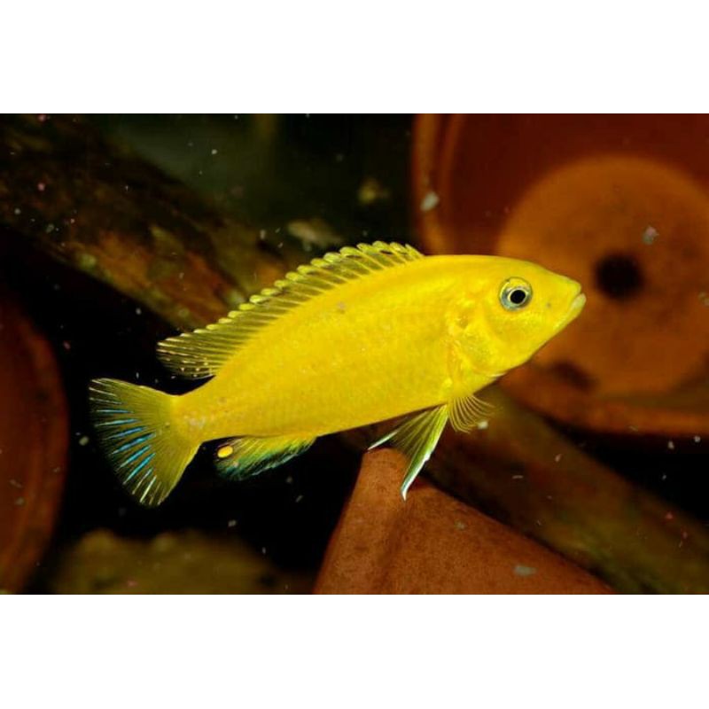 

cichild lemon