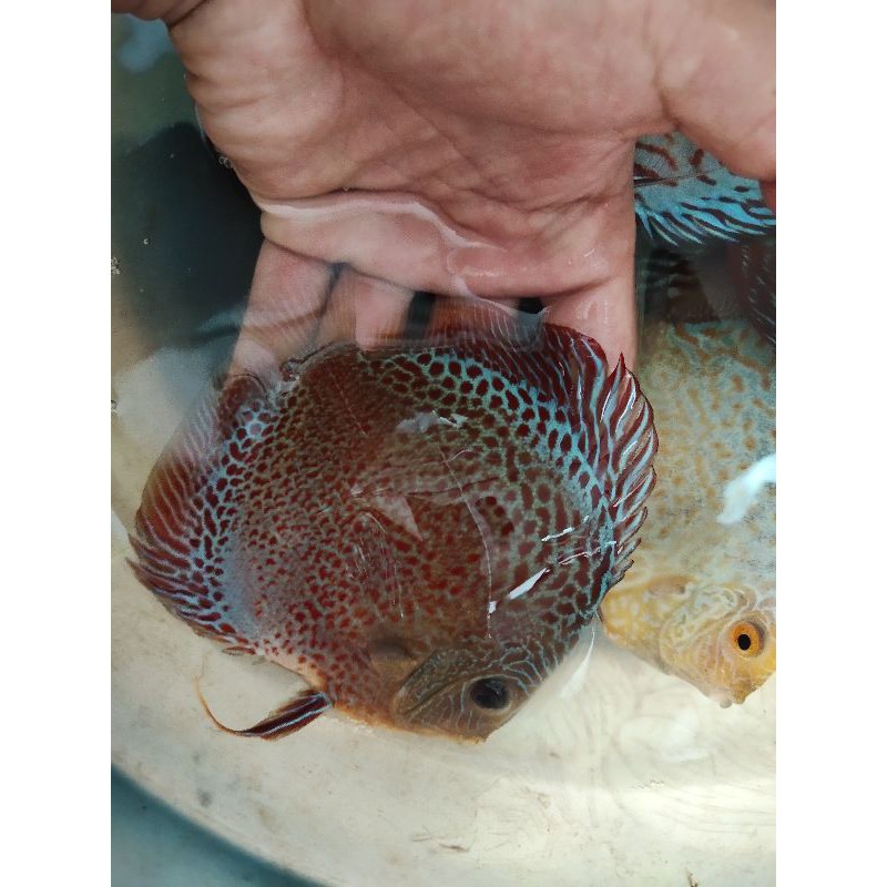 ikan Discus lss UK 4 inch