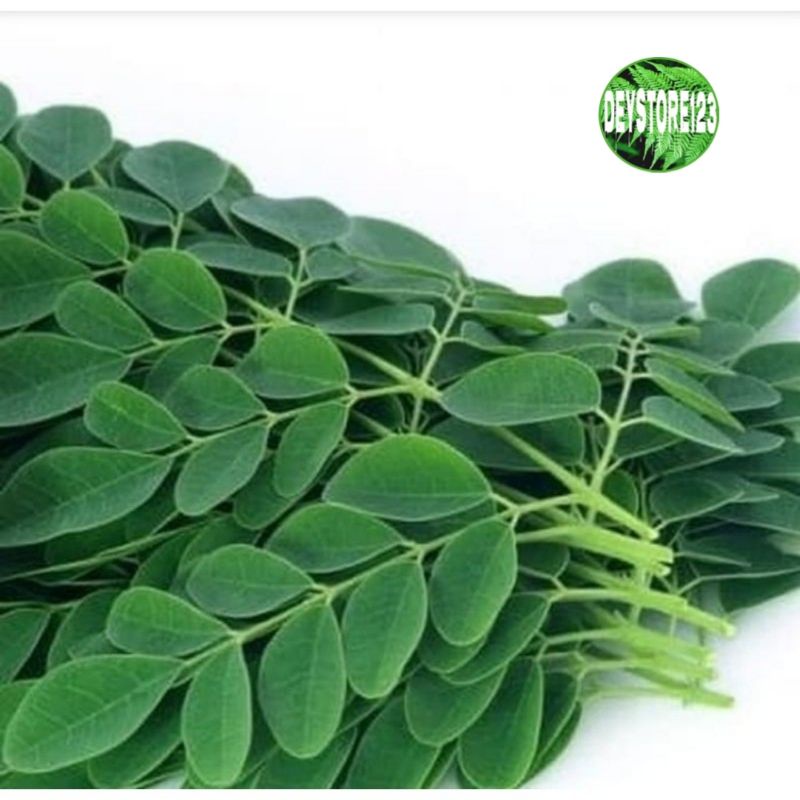 

DAUN KELOR SEGAR=500 GRM