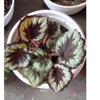 Begonia cocolate rex
