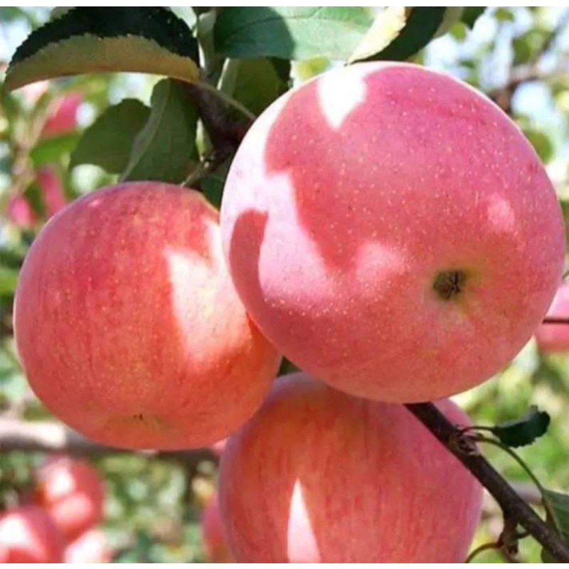 bibit buah apel fuji