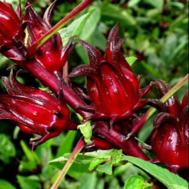 

Bunga Rosella Merah - Rosela Merah (20 gram)